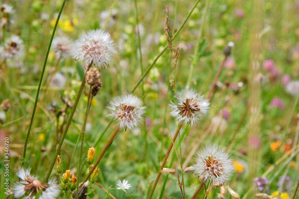 springtime flowers in the field