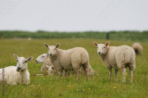 sheeps looking at you
