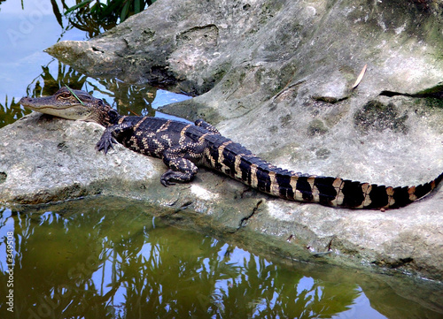 juvenile alligator