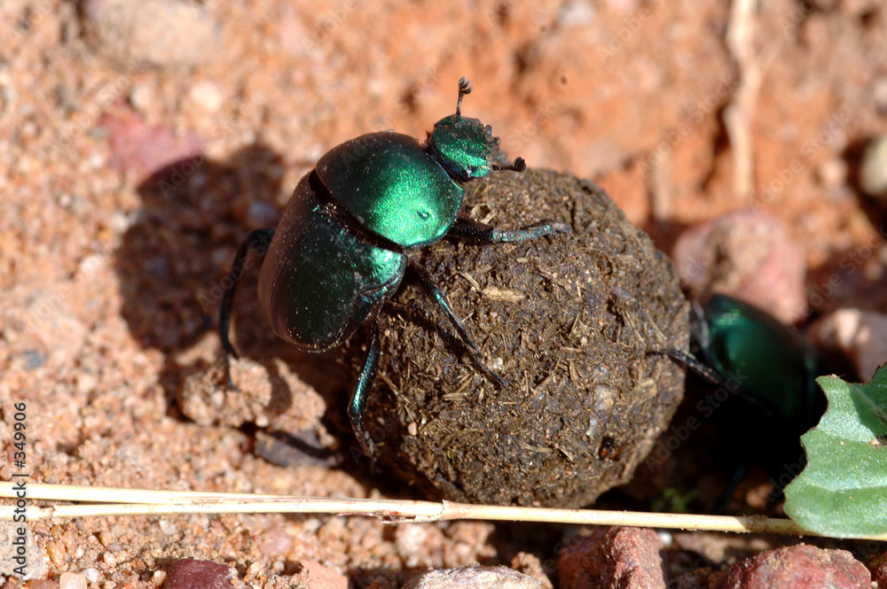 Quadro su tela dung beatle