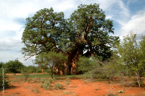 baobab tree