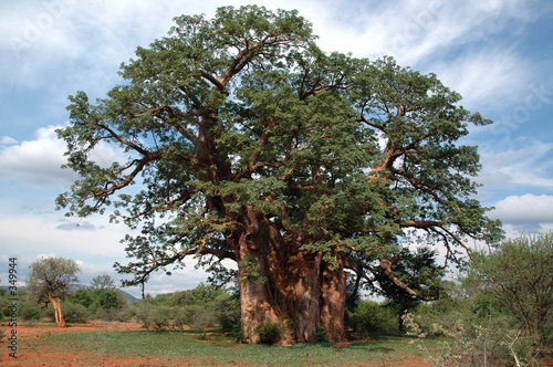 baobab tree