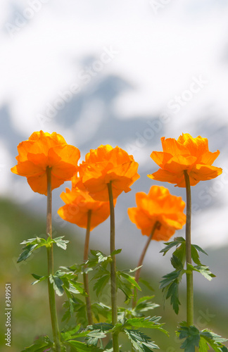 Fototapeta Naklejka Na Ścianę i Meble -  mountain poppy