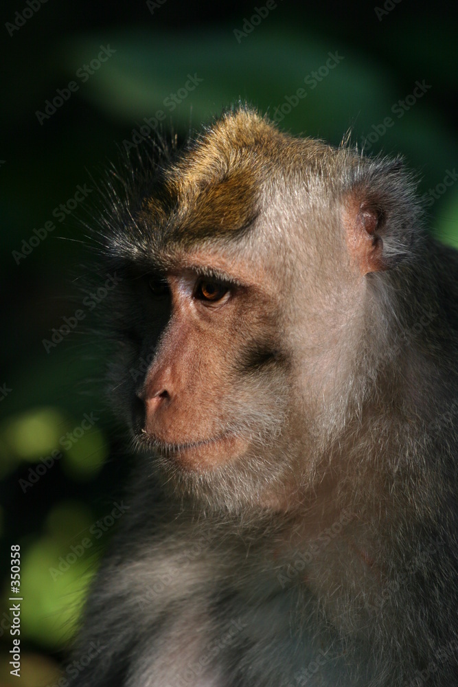 macaque monkey