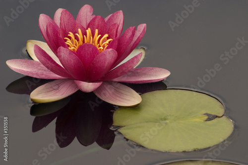 pink water lily