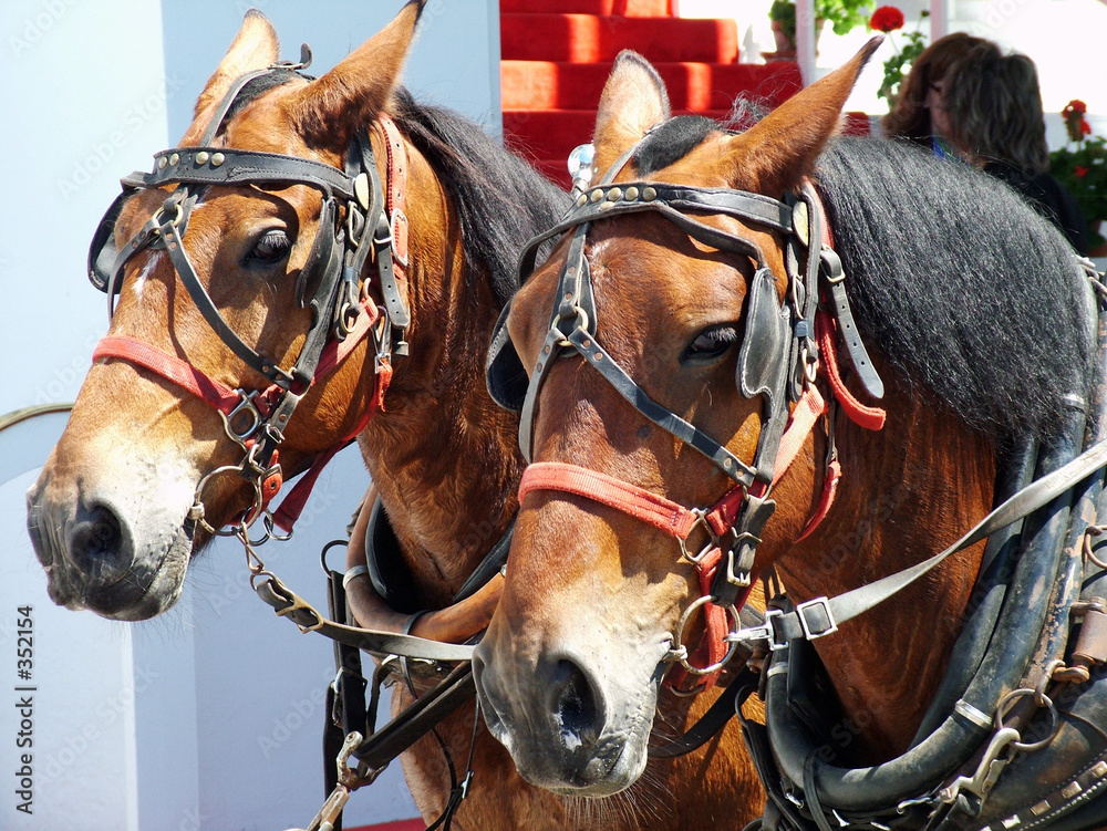 Obraz premium horse team