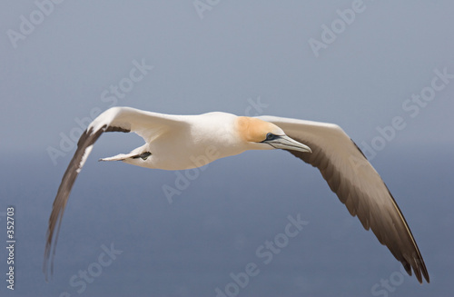 gannet in flight