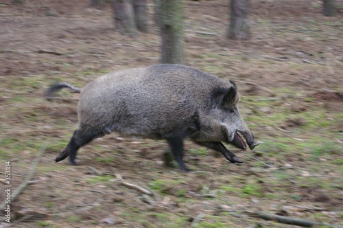 running wild pig