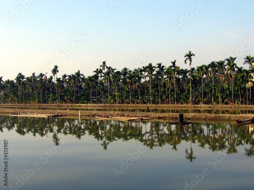 palm trees and fish ponds