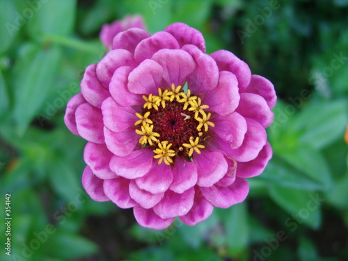 blume: zeig dein schönstes kleid.