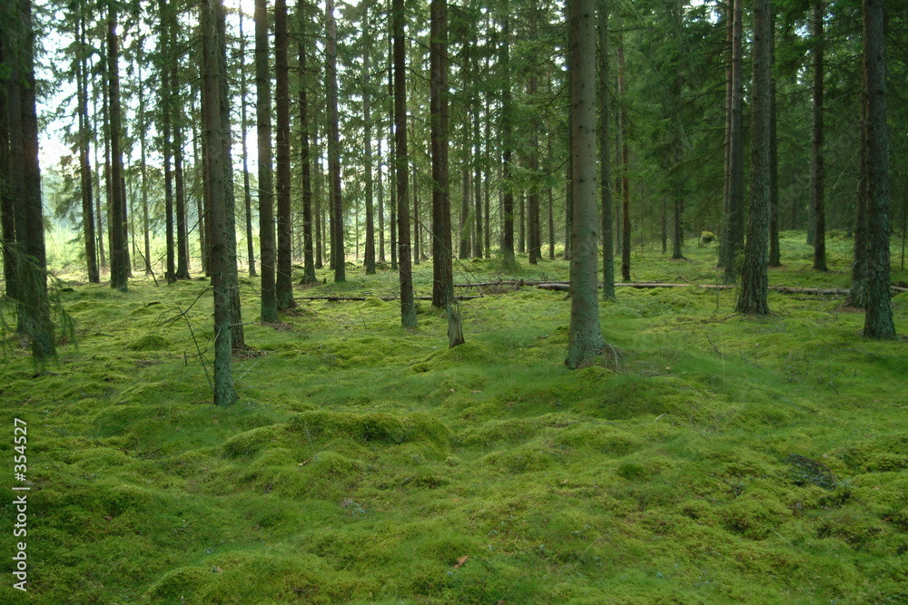 wald 5