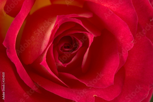 rose (pride of kenya)