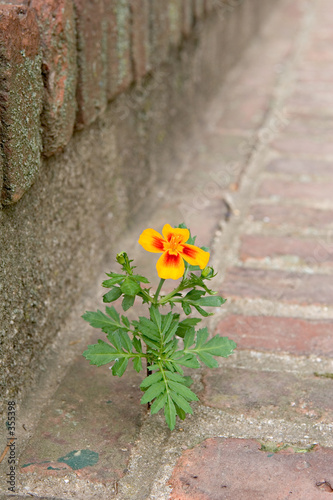 flower growing between bricks 1