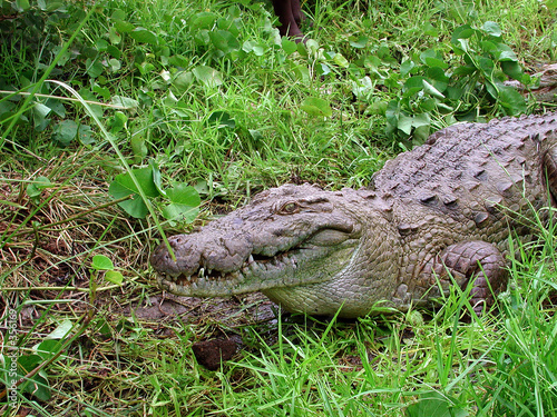 les crocodiles sacrés de sabou