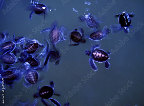 tortugas