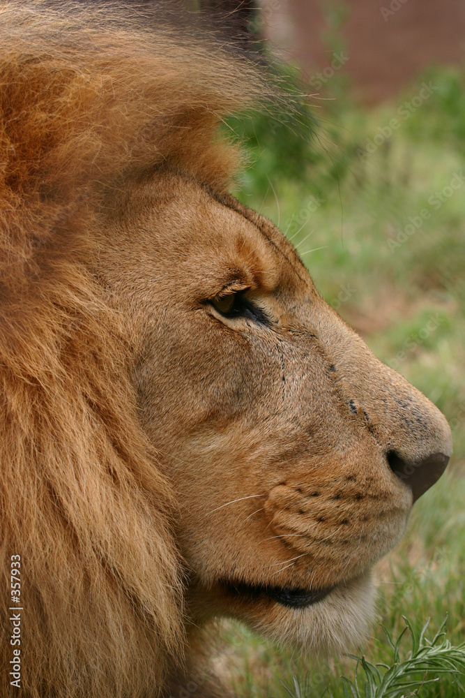Fototapeta premium male lion