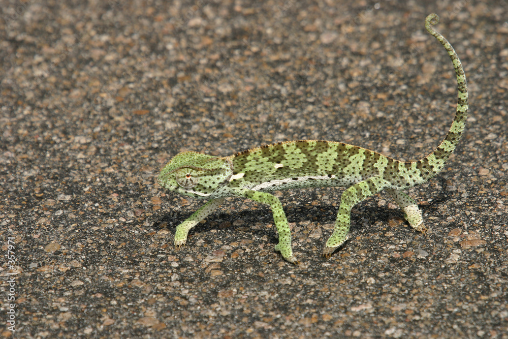 Naklejka premium chameleon