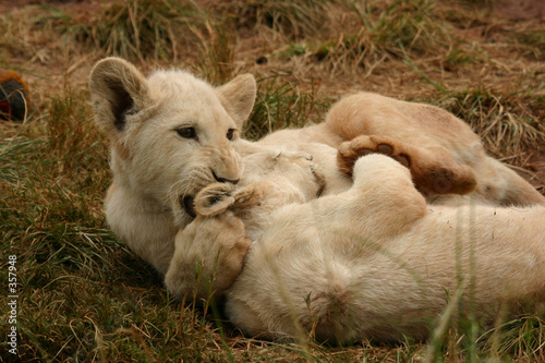 Slika na platnu white lion cubs