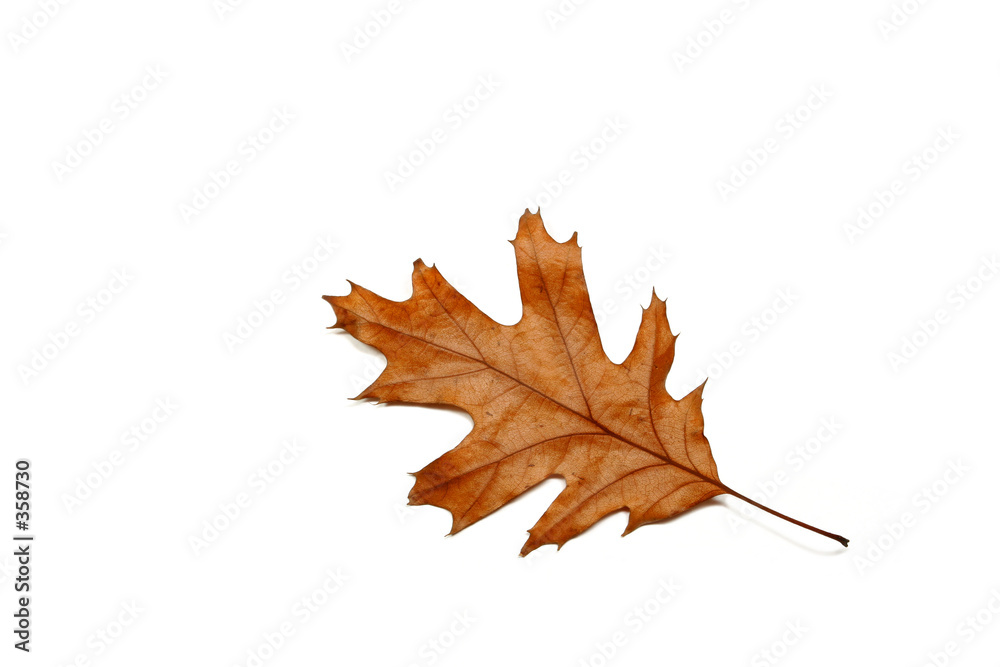 Fototapeta premium one leaf