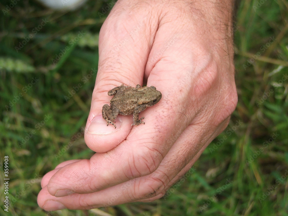 tiny frog on hand!