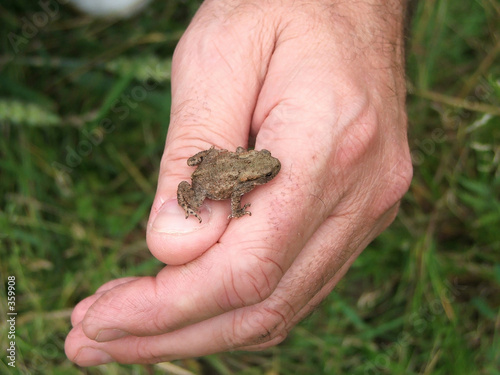 tiny frog on hand!