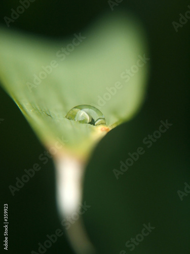 drop of green