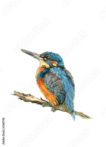 the kingfisher