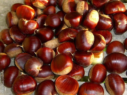 chinese chestnuts