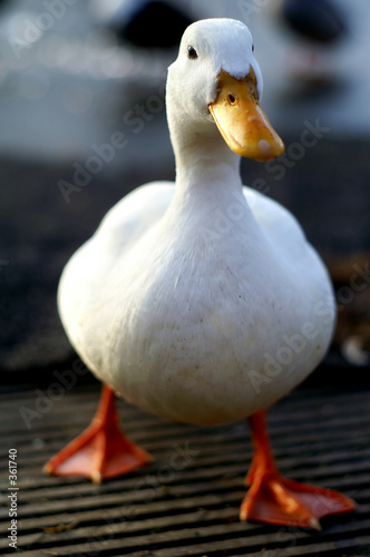 duck series