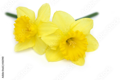 daffodil twins