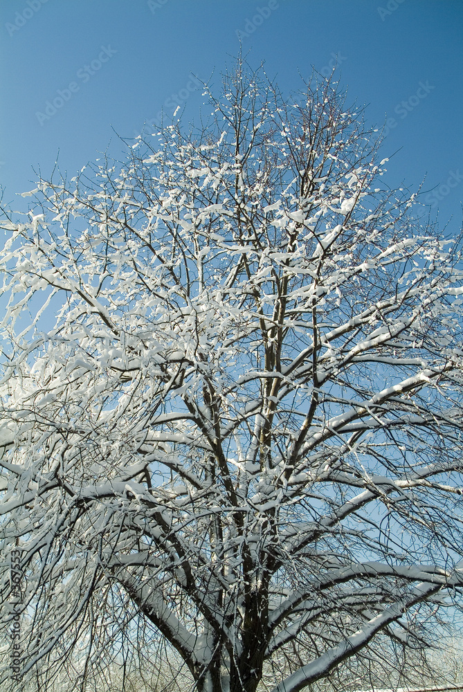 ice and snow on tree ice and snow on tree