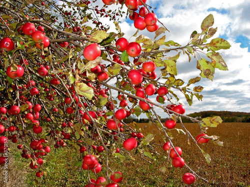 red apples on apple tree