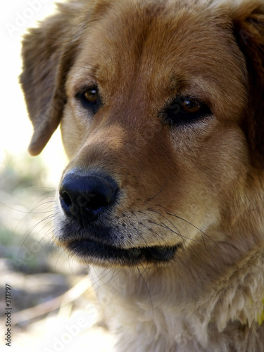 dog headshot golden retriever