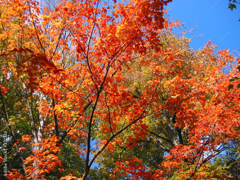fall foliage red sugar maple