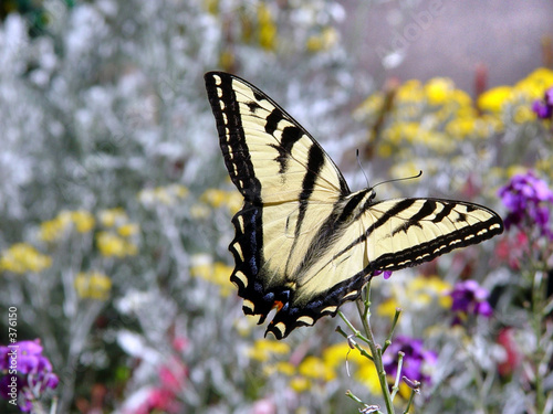 butterfly in the field of flowers #376150