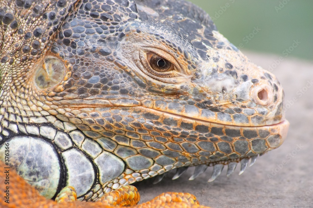 Fototapeta premium iguana