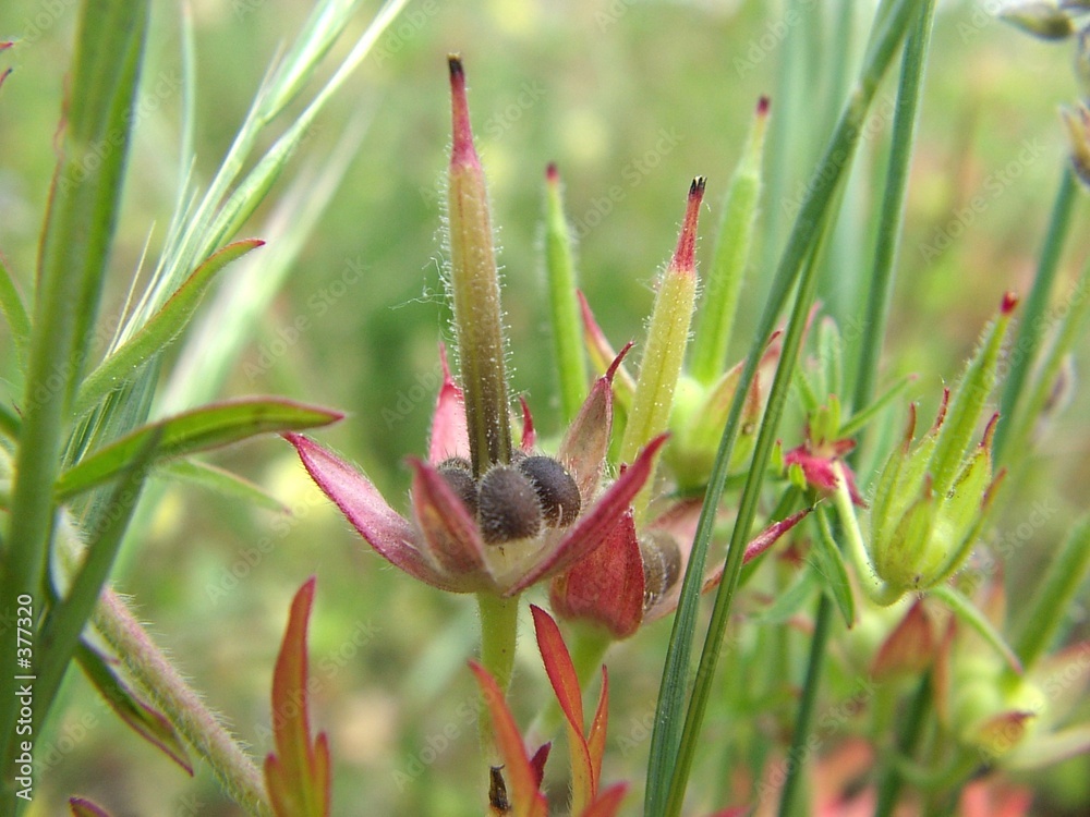 Fotografie pistil