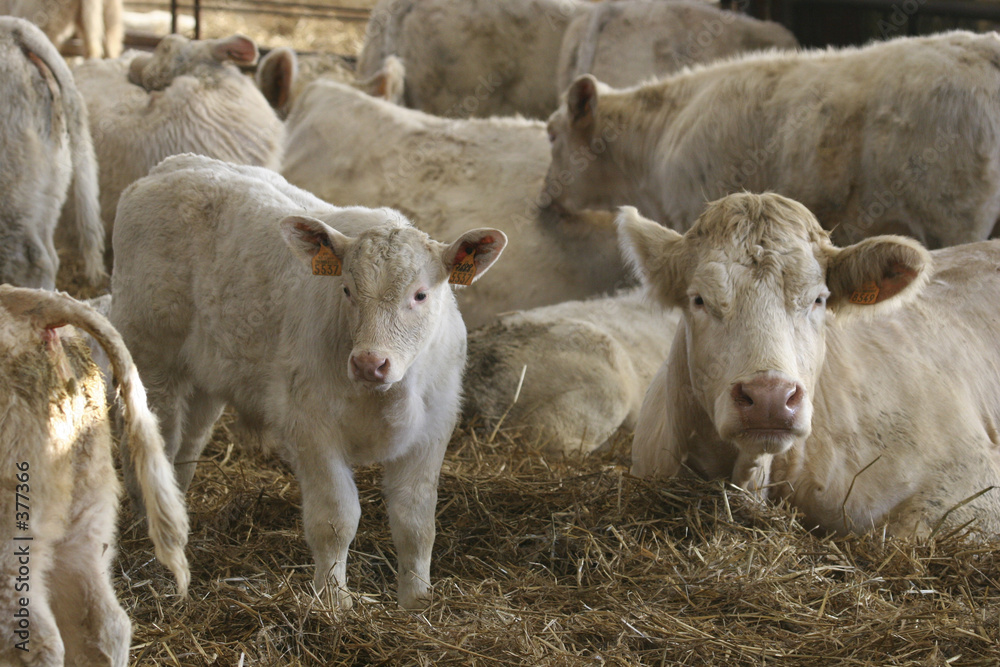 veaux et vaches. veaux et vaches.