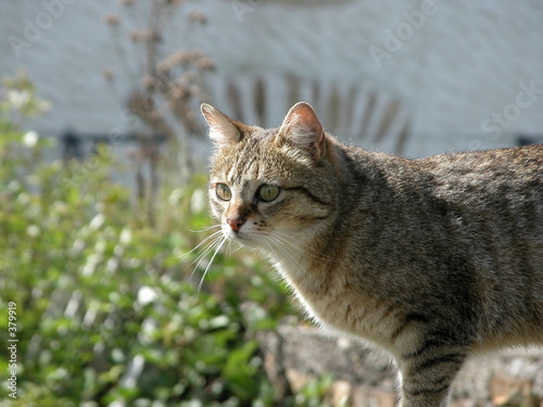 le chat gris 2