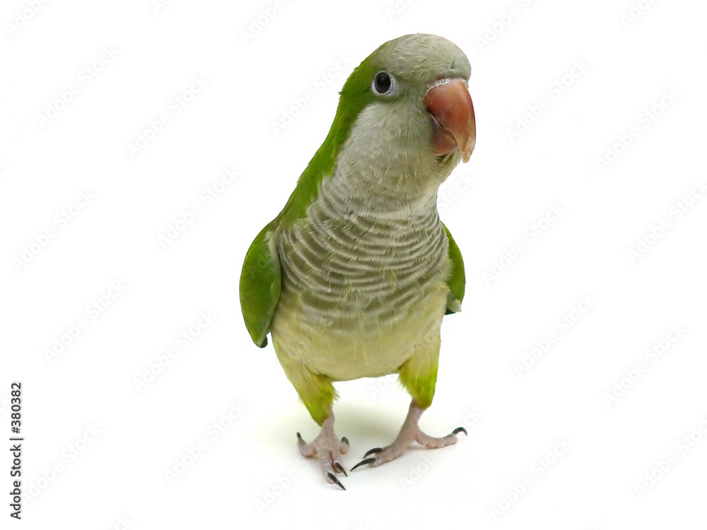 Obraz premium quaker parrot isolated on white