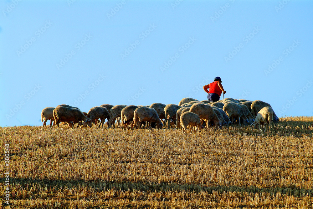 Obraz premium schafhirte mit herde