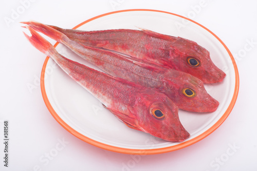 pescado : cuco o escucho