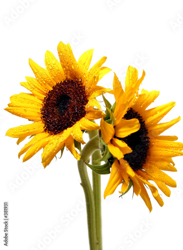 two sunflowers on white