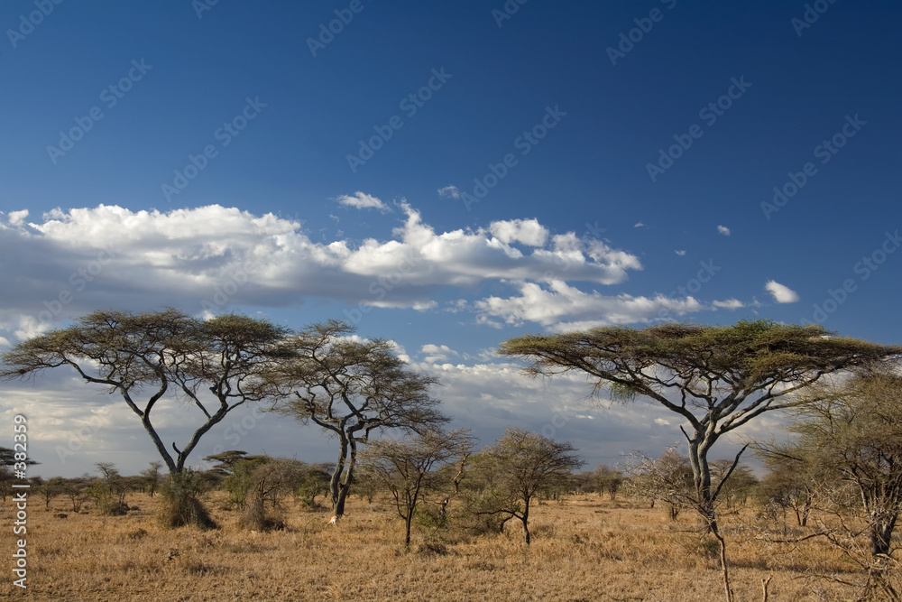 africa landscape 023 serengeti