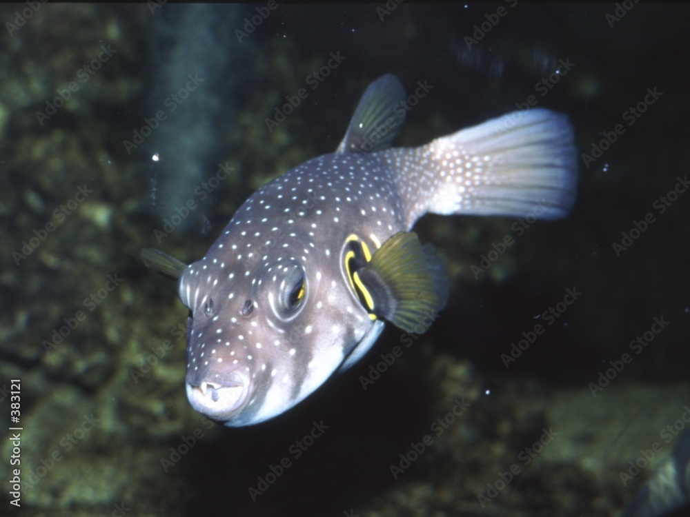 poisson ballon Stock Photo | Adobe Stock