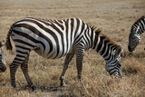 animals 062 zebra