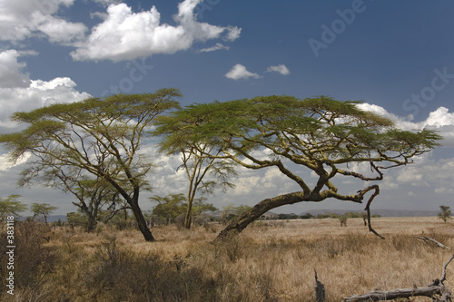 africa landscape 029 serengeti