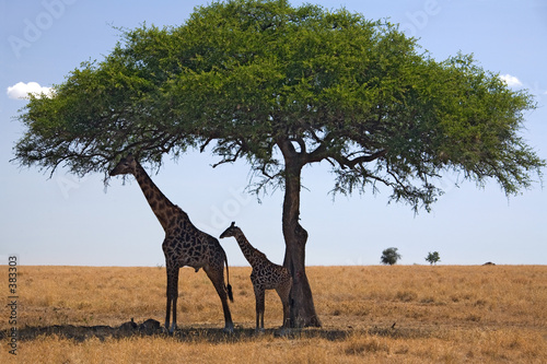 animals 049 giraffe