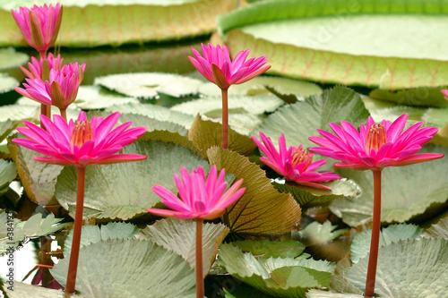 victoria amazonica