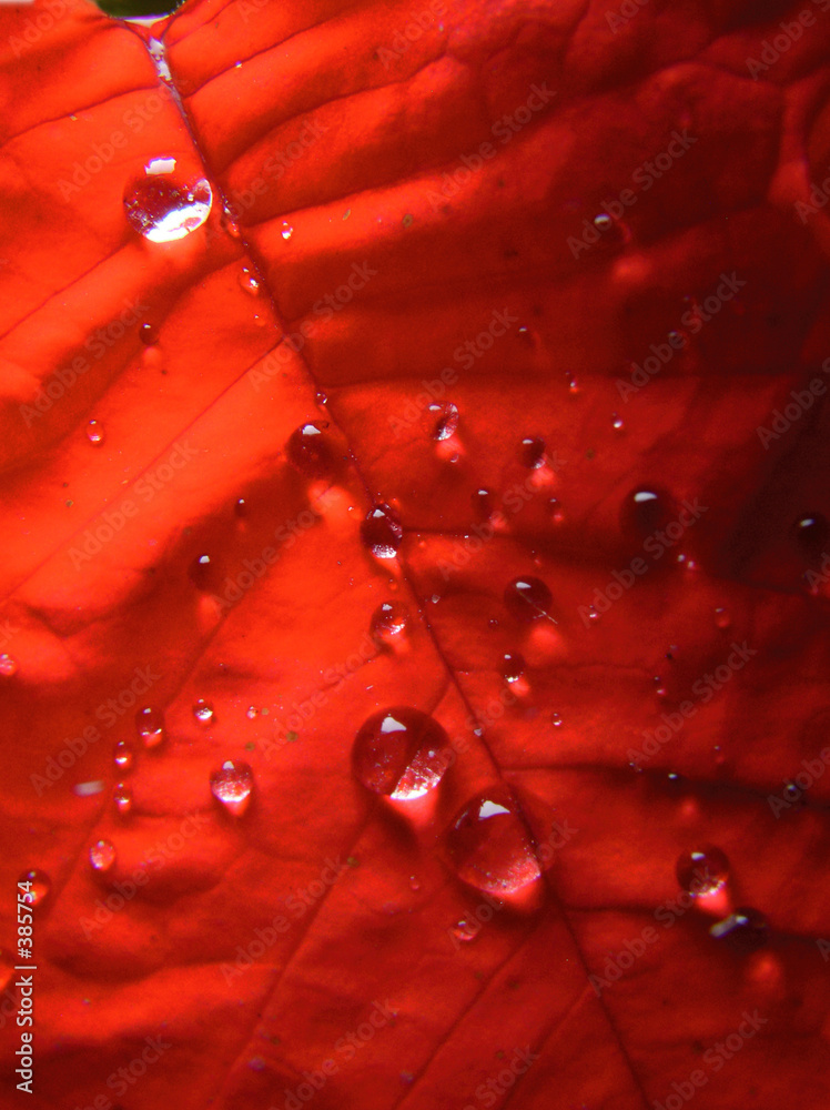 Fototapeta premium red leaf